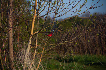 Red bird in forest