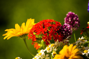 a bouquet of bright spring flowers of various types