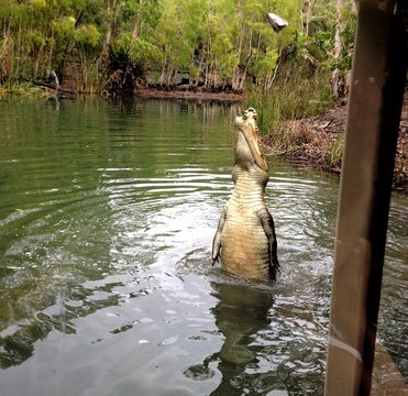 Alligator Hunting In Lake