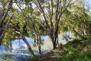 Fototapeta na wymiar Melaleuca paper bark trees on edge of Ross River, Townsville