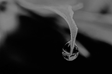 Obraz na płótnie Canvas Close-up Of Water Drop On Plant