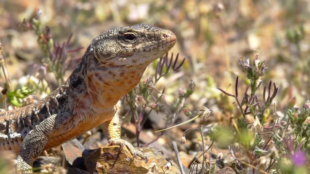Chilean iguana, Callopistes palluma, in natural behavior digging, searching and eating insects