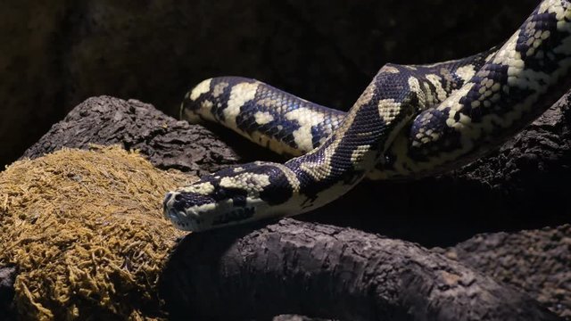 Diamond python snake creeping in a terrarium - Morelia spilota