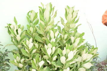 plants