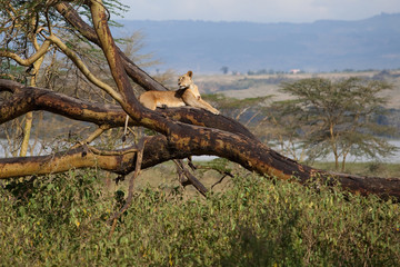 lioness lying on a tree, National park, Kenia, safari