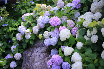 公園に咲く紫陽花