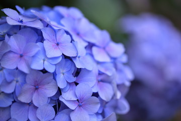 公園に咲く紫陽花