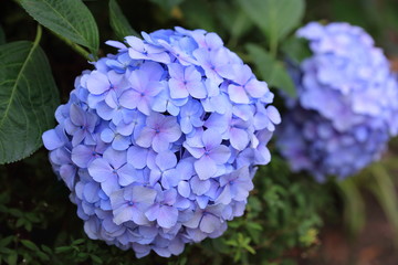 公園に咲く紫陽花