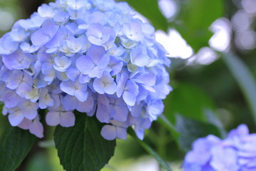 公園に咲く紫陽花