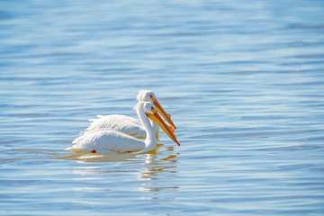 A pair of American white pelican during the breeding season.Salton Sea.California.USA