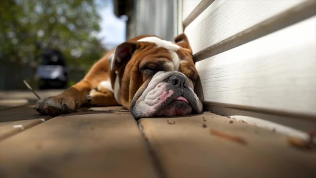 English Bulldog Portrait, Pet Dog Sleeping Outdoors