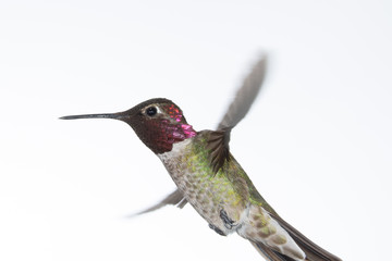 Fototapeta na wymiar An Anna's hummingbird in flight with wings out to the side on a white background.