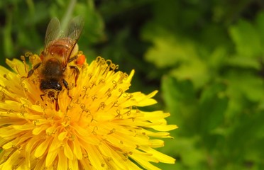 A bee on a dandelion flower collects pollen