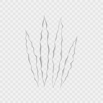 Craft of claws scratches on transparent background. Vector