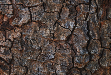 Background the cracked tree bark