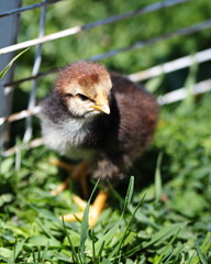 Day-old mixed breed heritage chicks in a small pen with their mother.