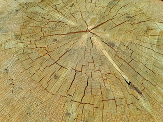 Fototapeta premium Warm brown texture of cut wood. Detailed texture of a felled tree trunk or stump. Rough organic tree rings with a close - up of the end grain
