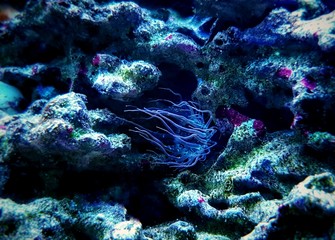 Aiptasia sea glass anemone in aquarium reef tank
