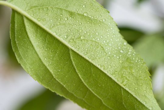 Raindrop on a Green Leaf