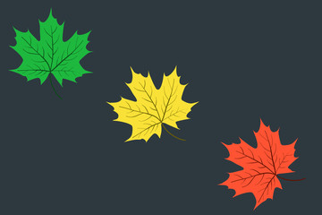 Fototapeta na wymiar Vector illustration of maple leaf from green to red.