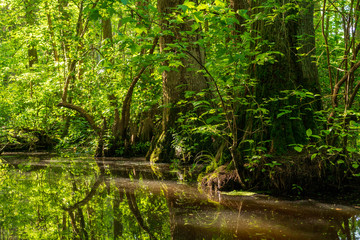 Obraz premium A Millpond Surrounded by Cypress Trees and Associated Cypress Knees.