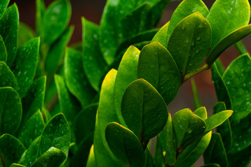 close up picture of rain drop on the green plant leaves. nuture concept