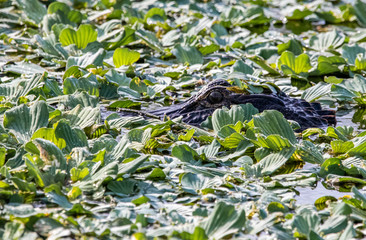 Juvenile American Alligator in the swamps of Florida