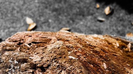 Tree - 2
