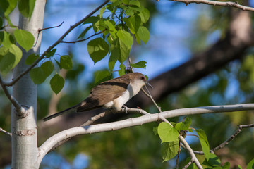  black-billed cuckoo (Coccyzus erythropthalmus) 
