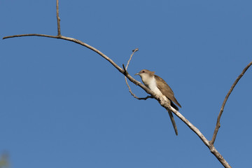  black-billed cuckoo (Coccyzus erythropthalmus) 