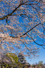 桜満開の春の松本城