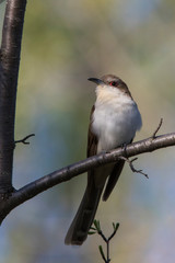  black-billed cuckoo (Coccyzus erythropthalmus) 