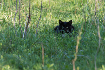 Fototapeta na wymiar black cat stalking prey in nature