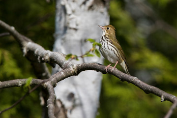ovenbird (Seiurus aurocapilla) singing in spring
