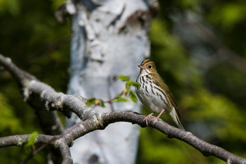 ovenbird (Seiurus aurocapilla) singing in spring