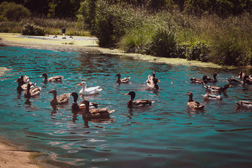 canard dans lac