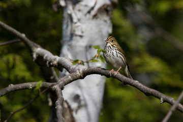 ovenbird (Seiurus aurocapilla) singing in spring