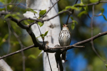 ovenbird (Seiurus aurocapilla) singing in spring