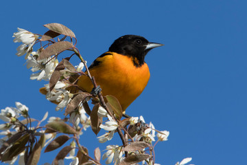 Male  Baltimore oriole (Icterus galbula) 