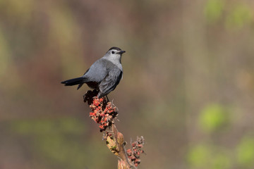 The gray catbird (Dumetella carolinensis)