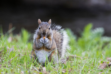 The eastern gray squirrel (Sciurus carolinensis)
