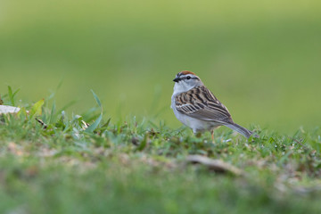 The chipping sparrow (Spizella passerina)