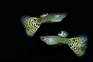 Beautiful Male snakeskin cobra guppy