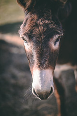 portrait of a donkey