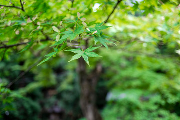 ぼかしたモミジの木に枝をクローズアップ／Acer palmatum