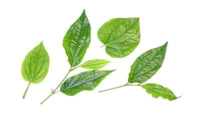 Naklejka na ściany i meble Betel leaves isolated on white background. Fresh green herbal leaves