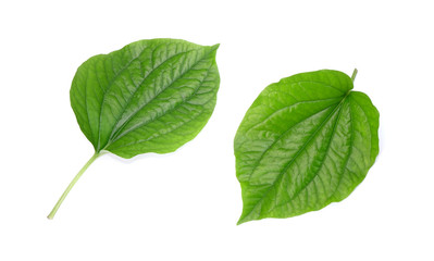 Betel leaves isolated on white background. Fresh green herbal leaves