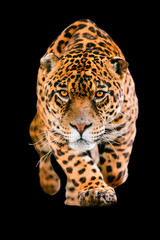 Fototapeta na wymiar jaguar cat isolated on black