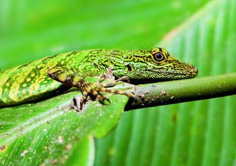 green lizard camouflage