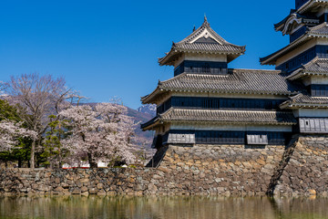 信州・松本の春の松本城